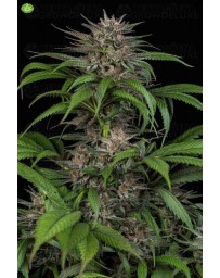 Quick Kush Dinafem Seeds