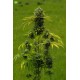 Dinamed CBD Plus