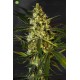 Fast Bud Auto