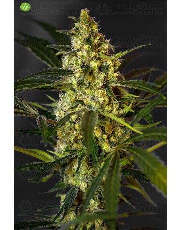 Fast Bud Auto