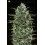 Critical Lemon