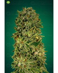 Shark Widow CBD Advanced Seeds