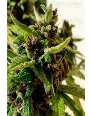 Black Mamab Auto CBD de BlimBurn