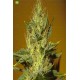 Black Mamba CBD de BlimBurn