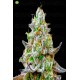 Gorilla Zkittlez  de Barney´s Farm