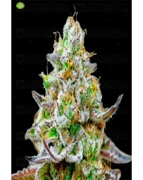 Gorilla Zkittlez  de Barney´s Farm