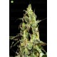 Peyote Cookies  de Barney´s Farm