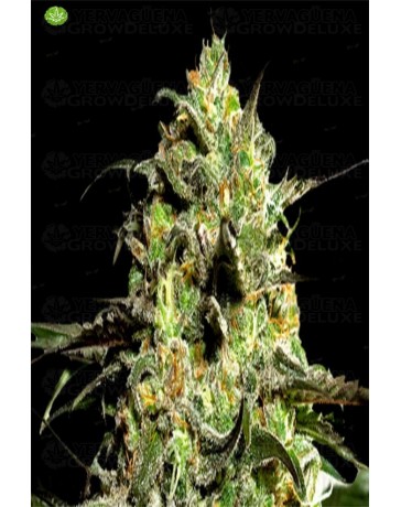 Peyote Cookies  de Barney´s Farm