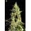Peyote Cookies  de Barney´s Farm