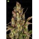 Peyote Critical de Barney´s Farm