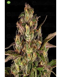 Peyote Critical de Barney´s Farm