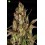 Peyote Critical de Barney´s Farm