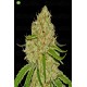 Phantom OG de Barney´s Farm