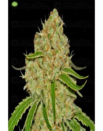 Phantom OG Barney´s Farm