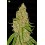 Phantom OG de Barney´s Farm
