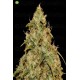 CBD Lemon Potion Auto  de Barney´s Farm