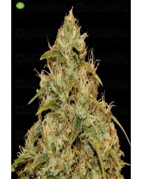 CBD Lemon Potion Auto Barney´s Farm