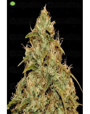 CBD Lemon Potion Auto  de Barney´s Farm