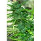 Auto CBG de CannaBiogen