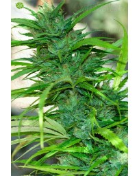 Auto CBG  CannaBiogen