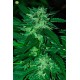 Bubba Beligth de CannaBiogen