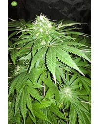 Chapita de Michoacan CannaBiogen Regular