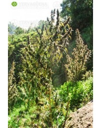 Colombia Mangobiche CannaBiogen Regular