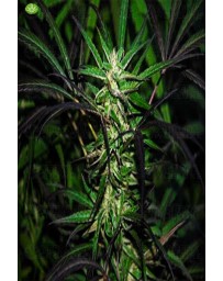 Mangobiche Kush CannaBiogen