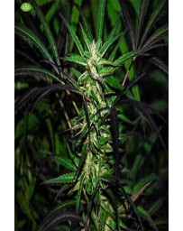 Mangobiche Kush CannaBiogen