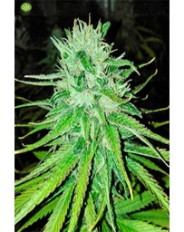 Michoacan Cream CannaBiogen