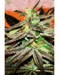 Panama DC Feminizada de Cannabiogen