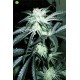 Peyote Purple  de Cannabiogen