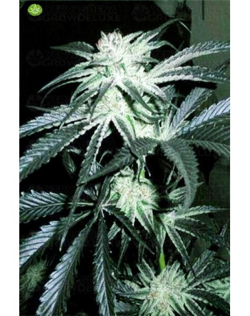 Peyote Purple  de Cannabiogen