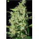 Purple Mexican Feminizada  de Cannabiogen