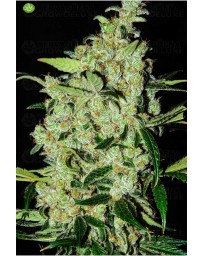 Purple Mexican Feminizada  de Cannabiogen