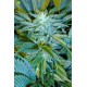 Sandstorm Feminizada  de Cannabiogen