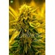 Sugar Black Rose Auto  de Delicious Seeds