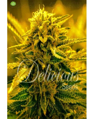 Sugar Black Rose Auto  de Delicious Seeds