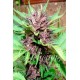 Auto Dark Purple de Delicious Seeds