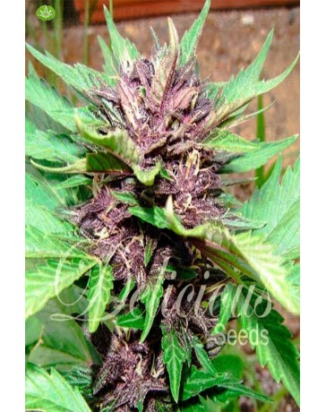 Auto Dark Purple de Delicious Seeds