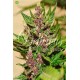 Auto Dark Purple de Delicious Seeds