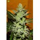 Desconocida Kush de Delicious Seeds