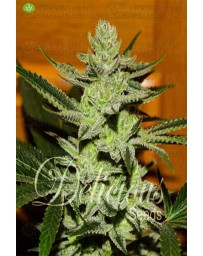 Desconocida Kush de Delicious Seeds