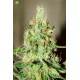 Jägg Kush de Delicious Seeds