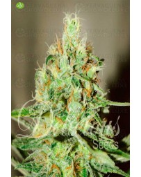 Jägg Kush Delicious Seeds