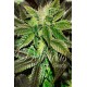 Sugar Candy de Delicious Seeds