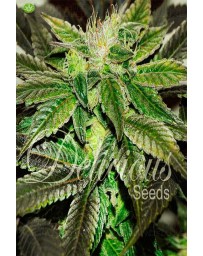 Sugar Candy de Delicious Seeds