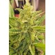 Godzilla Glue de Dr. Underground