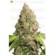 CBD Charlotte´s Angel  de Dutch Passion