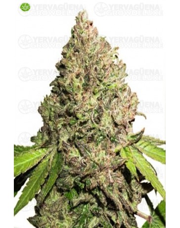 CBD Charlotte´s Angel  de Dutch Passion